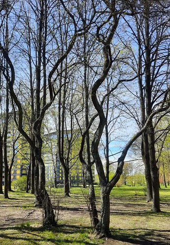 Crooked trees ©  Igor Grigorev