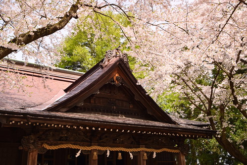 Saruka Shrine and sakura ©  Raita Futo