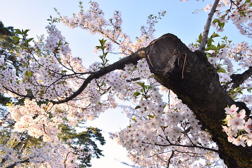 Hirosaki Sakura blossoms ©  Raita Futo