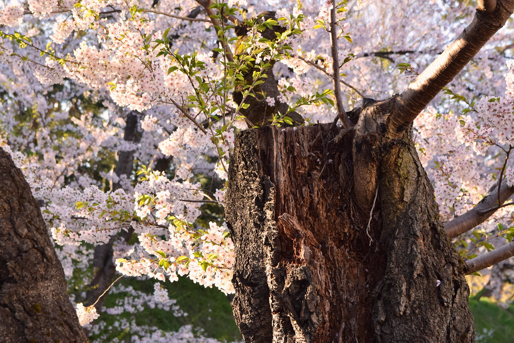 : Hirosaki Sakura blossoms