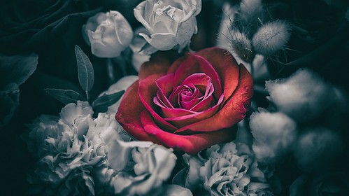 #rose for you Siuzanna ) ©  NO PHOTOGRAPHER