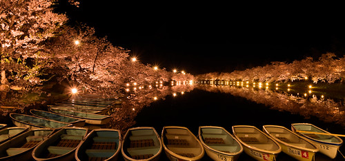 Hirosaki sakura light-up ©  Raita Futo