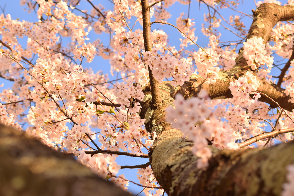 : Sakura in Aomori