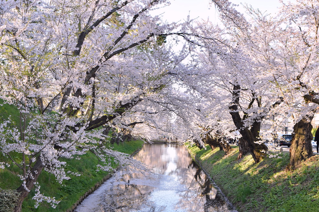 : Sakura canals