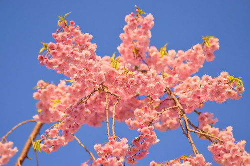 Sakura in Aomori ©  Raita Futo