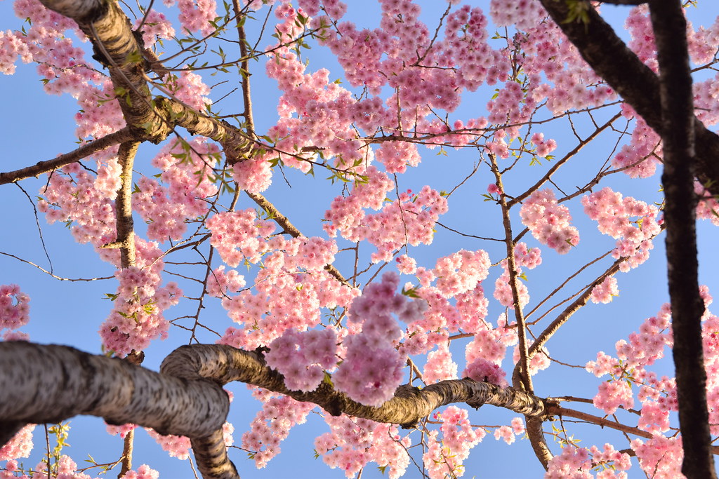 : Hirosaki Sakura blossoms