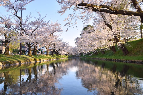 Hirosaki Castle sakura blossoms ©  Raita Futo
