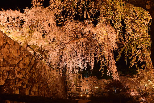 Night sakura in Hirosaki Castle ©  Raita Futo