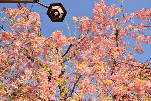 Sakura in Aomori ©  Raita Futo
