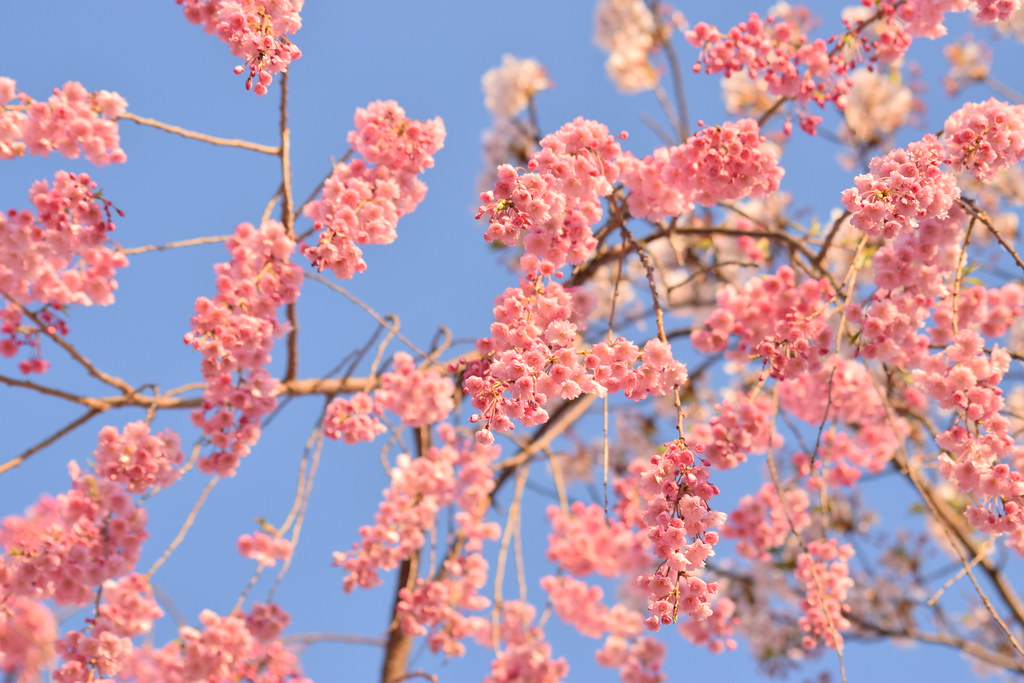 : Sakura in Aomori