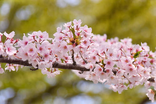 Sakura blossoms ©  Raita Futo