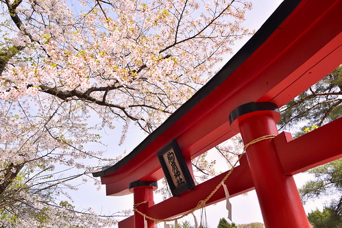 Saruka torii and sakura ©  Raita Futo