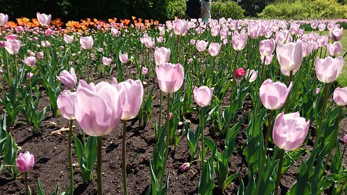Festival canadien des tulipes `a Ottawa ©  abdallahh