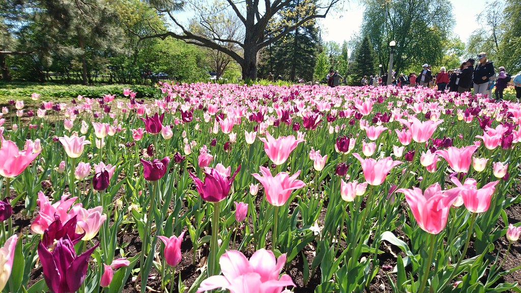 : Festival canadien des Tulipes `a Ottawa