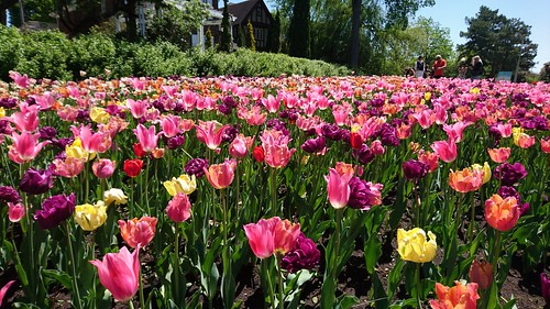 Festival canadien des Tulipes `a Ottawa ©  abdallahh