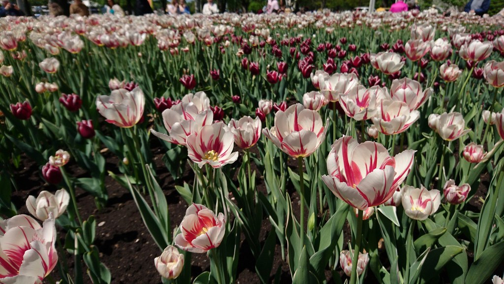 фото: Festival canadien des Tulipes `a Ottawa