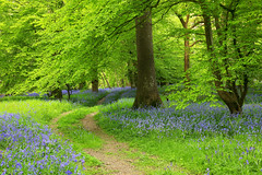 Bluebell Wood, East Sussex