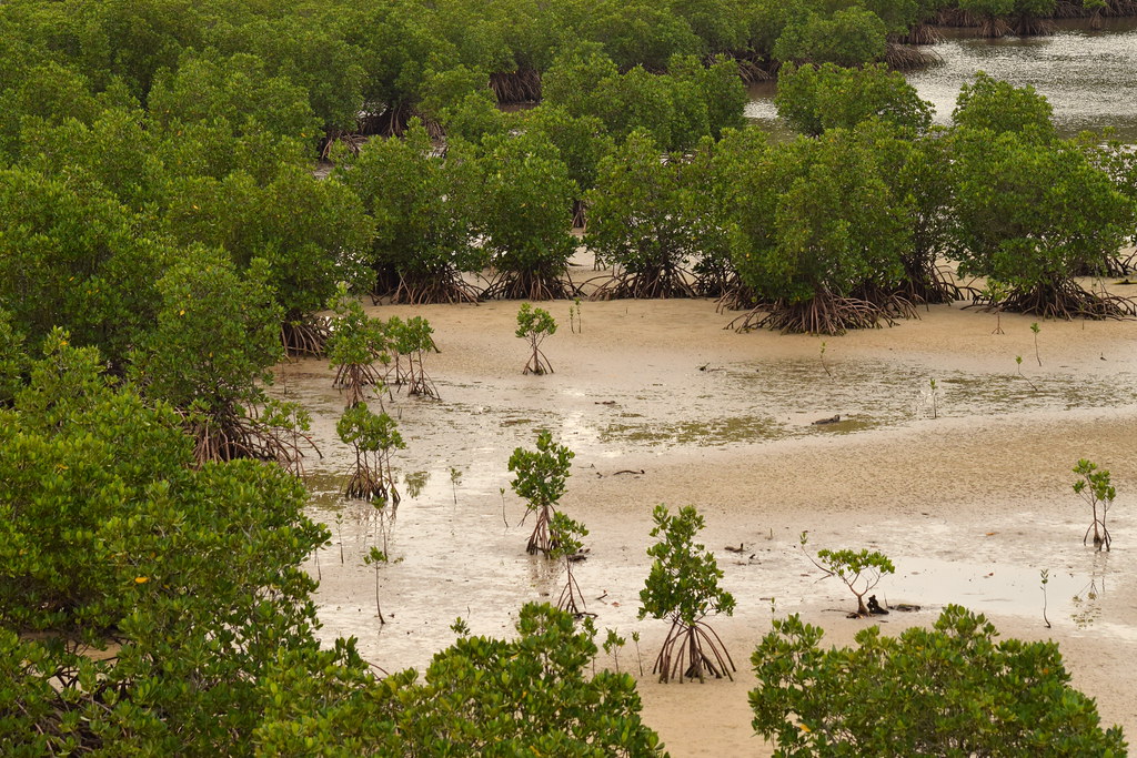 : Iriomote mangroves