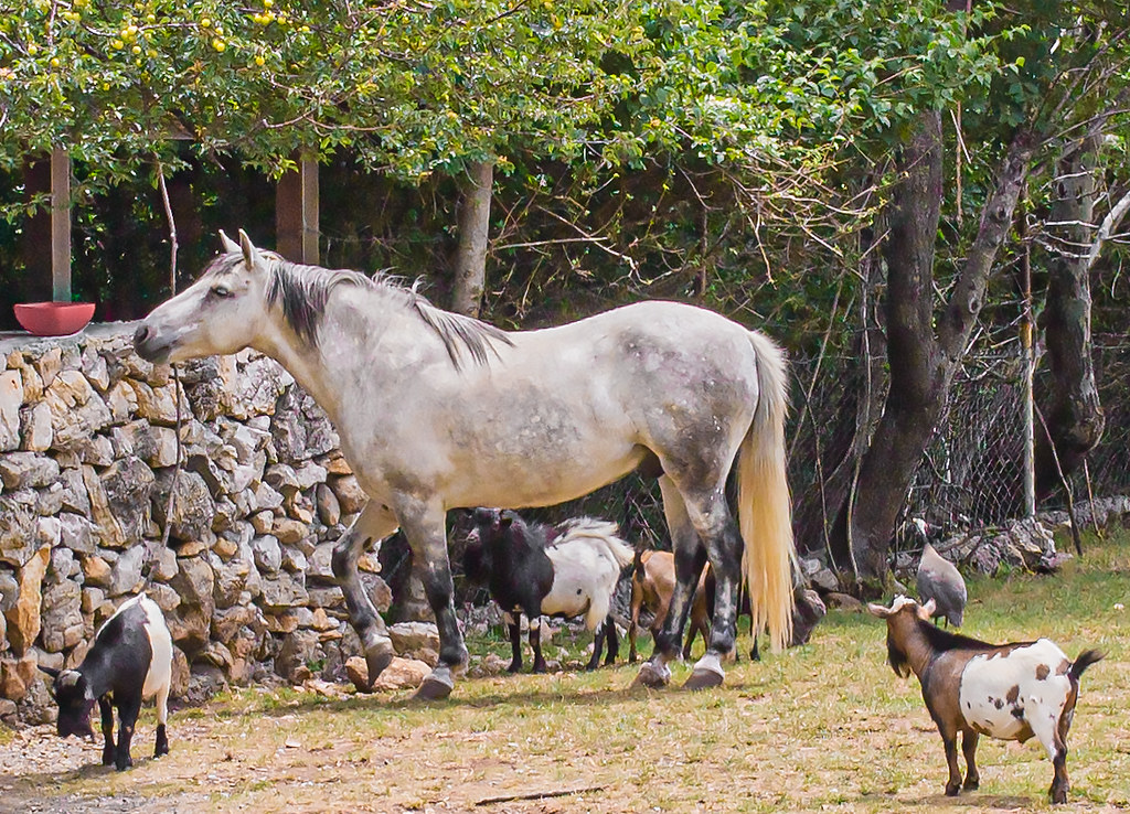 фото: Конь с козами
