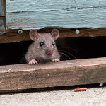 Rat in Back Garden