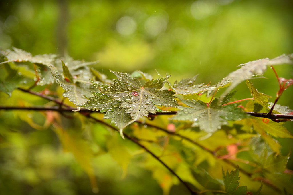 : Maple leaves in the rain