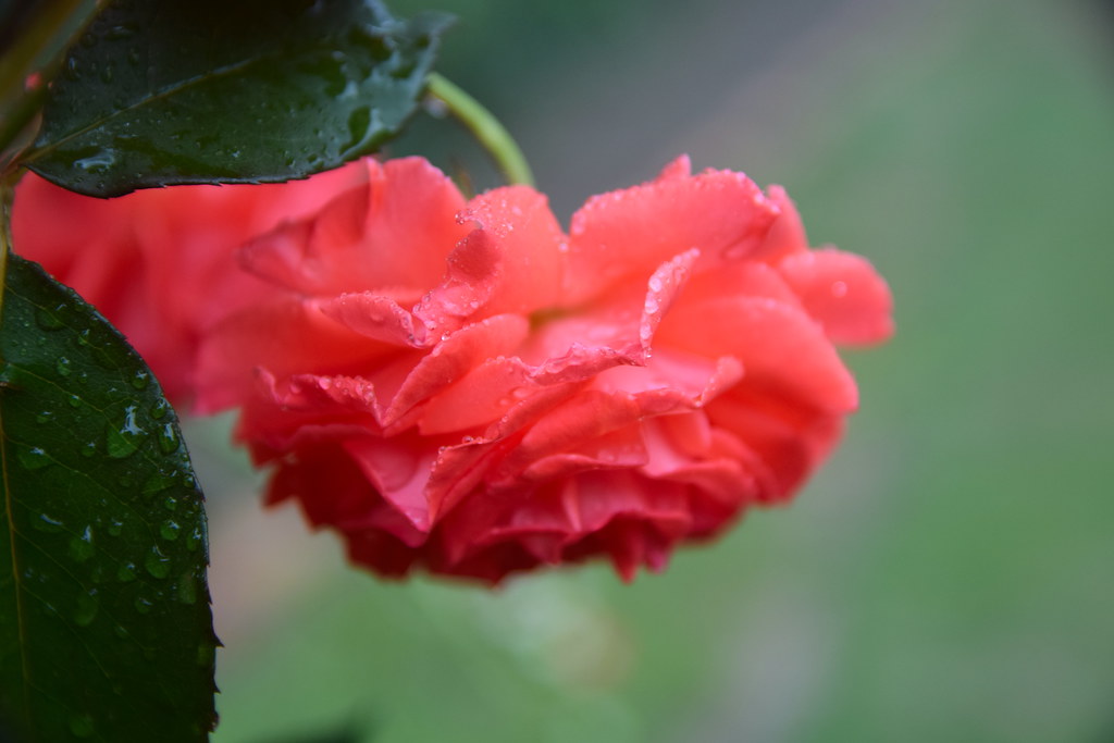 : Roses after the rain