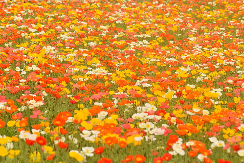 Poppy flower carpet ©  Raita Futo