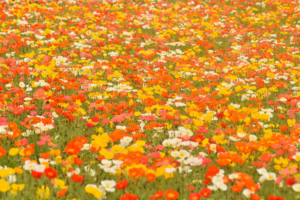 : Poppy flower carpet