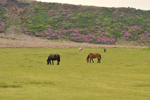 Aso Kusasenri horses ©  Raita Futo