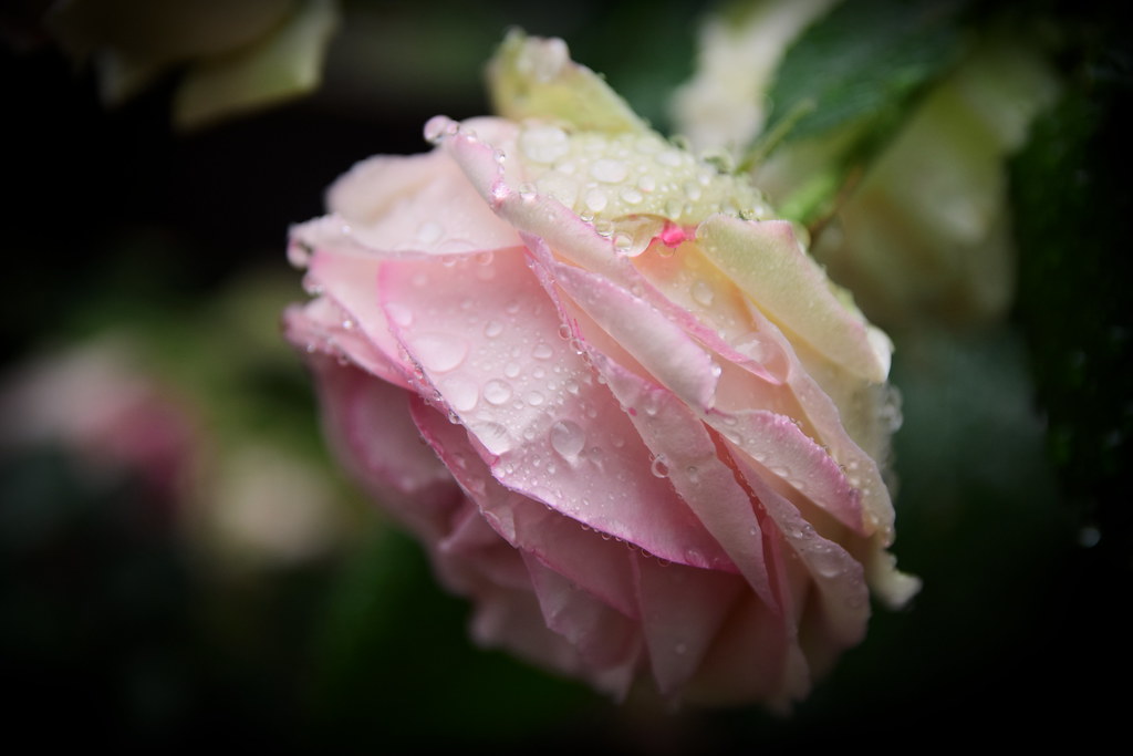 : Eden Rose 85 in the rain