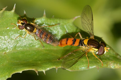 Syrphid Sphaerophoria macrogaster mating