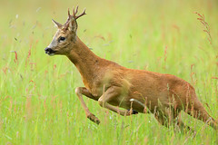 Roe deer giving chase