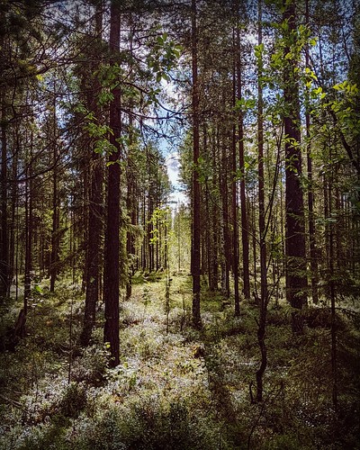 Warmth in the forest ©  Egor Plenkin