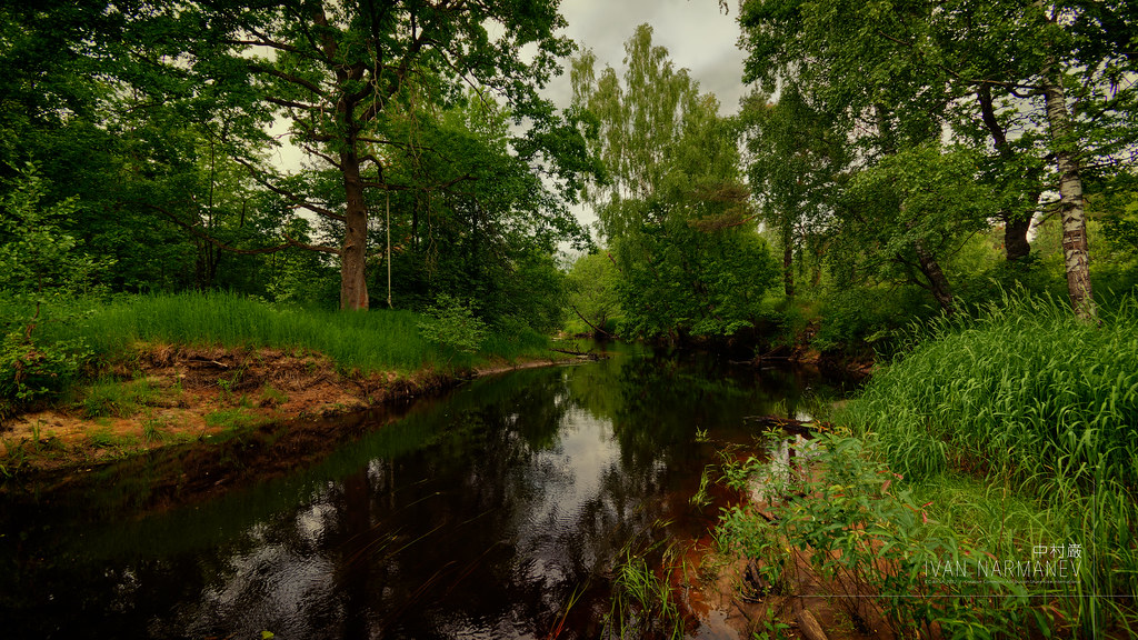 : Woods of Polya river