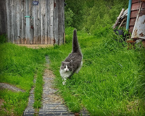 Exploring the yard ©  Egor Plenkin