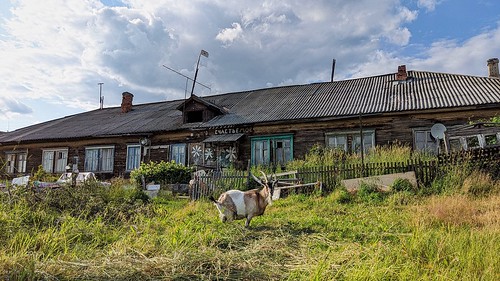 Goat in the yard ©  Egor Plenkin