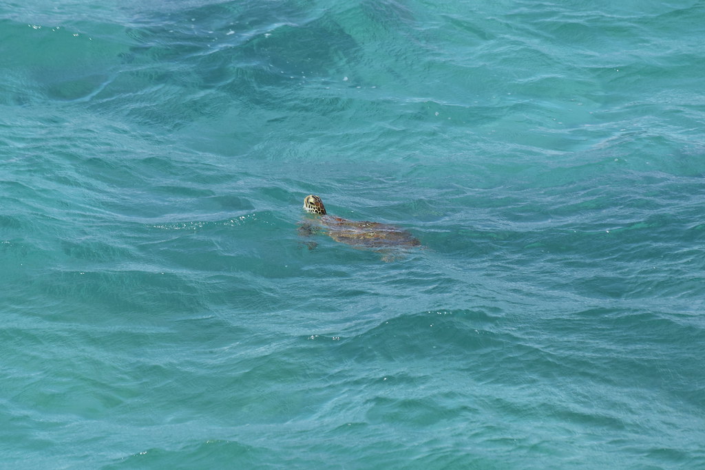 : Okinawa's sea turtle