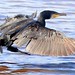 Crash-landing Cormorant