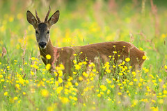 Young buck in buttercups