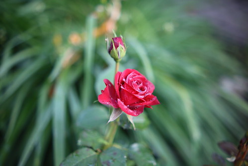#roses ©  NO PHOTOGRAPHER