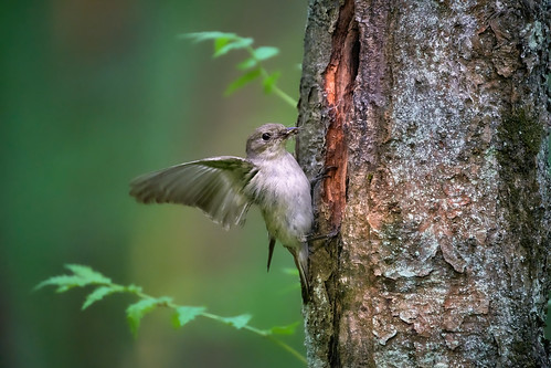 Pied flycatcher ©  agulivanov