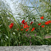 Otranto Colours - Poppies and Grass