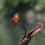 Kingfisher in the rain