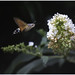 Flying Artist / Macroglossum stellatarum / Das Taubenschwänzchen