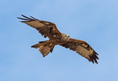 Photo of Red kite