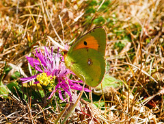 Photo of Clouded Yellow Colias croceus