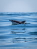 Uncommon common dolphin
