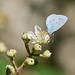 Holly Blue at Etherow