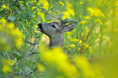 Roe deer browsing