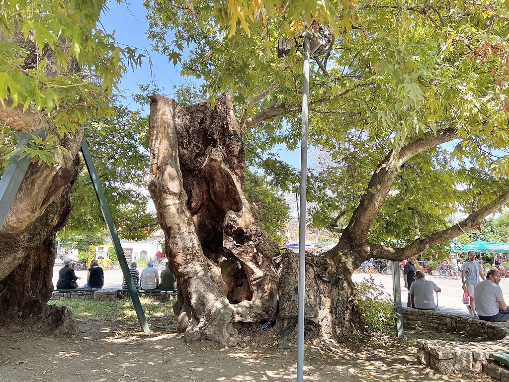 : Platanus orientalis, 1100 year-old tree, Ohrid, North Macedonia